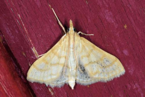 Réf. 363 685 : Paracorsia repandalis